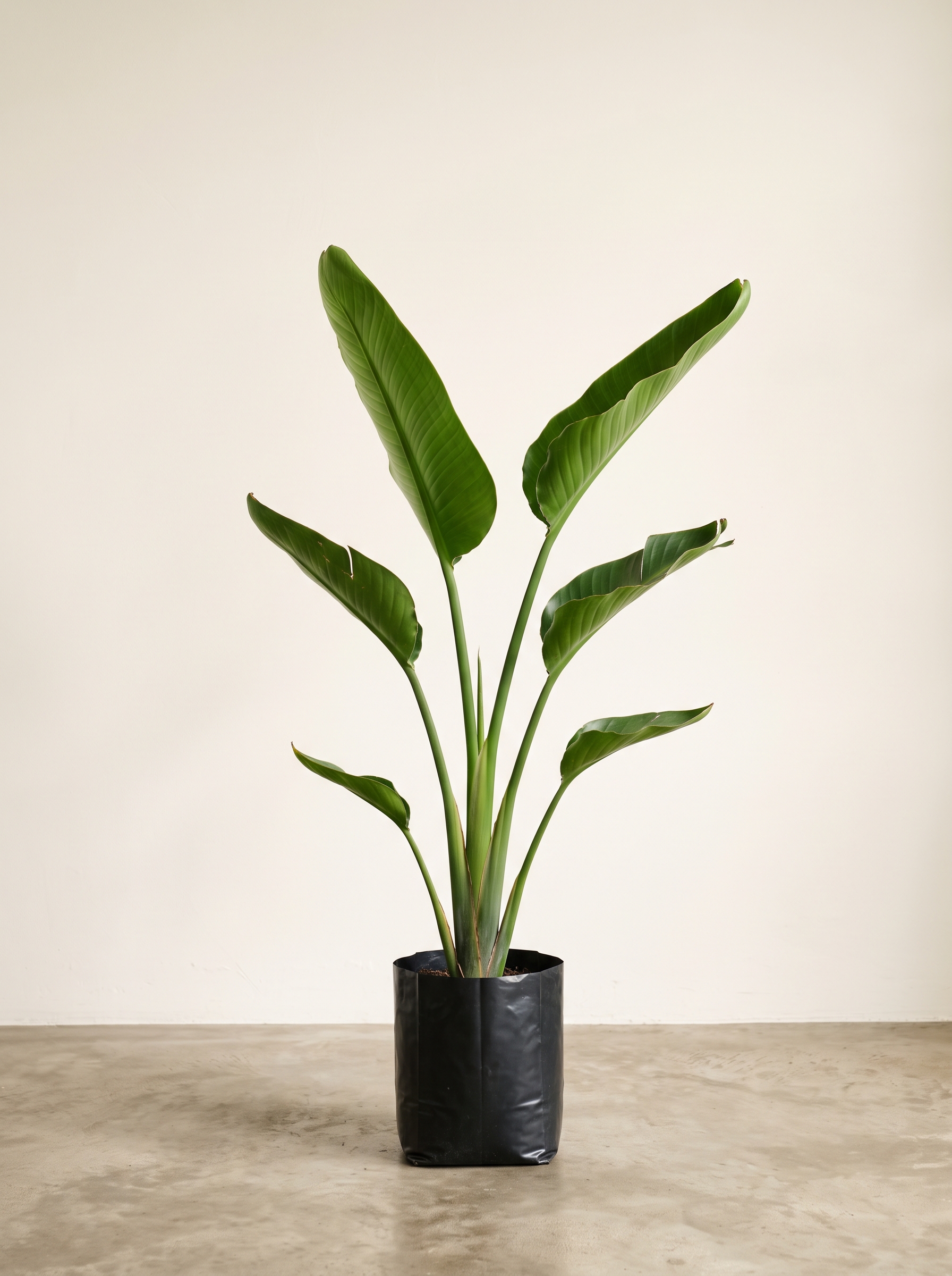 Ave del Paraíso — Plantas con esencia
