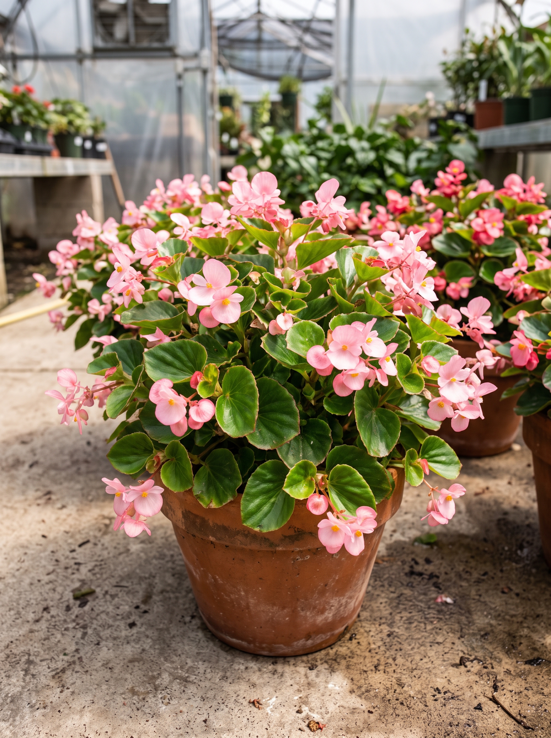 Begonia — Plantas con esencia