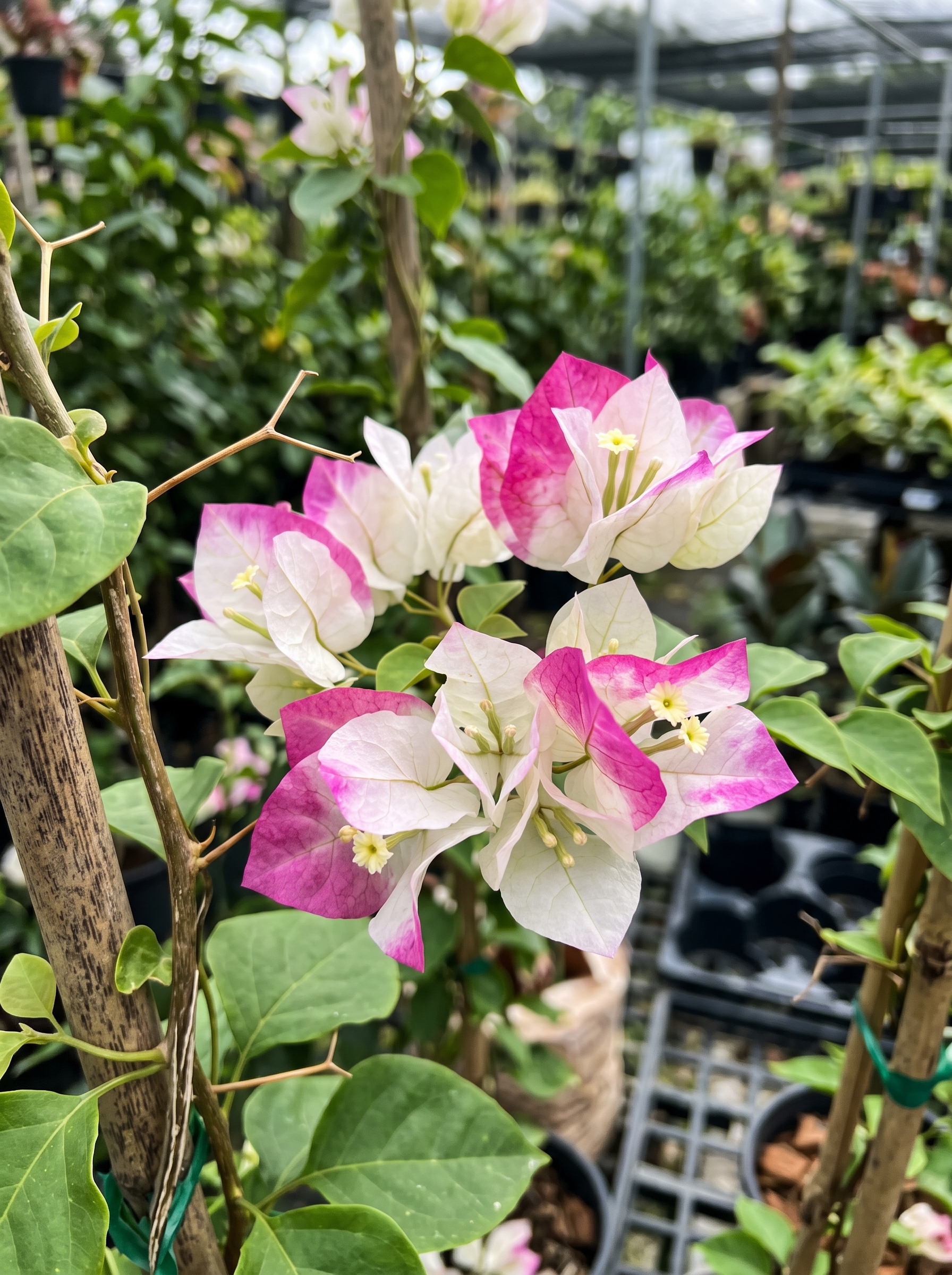 Vivero Bugambilias variedad 1