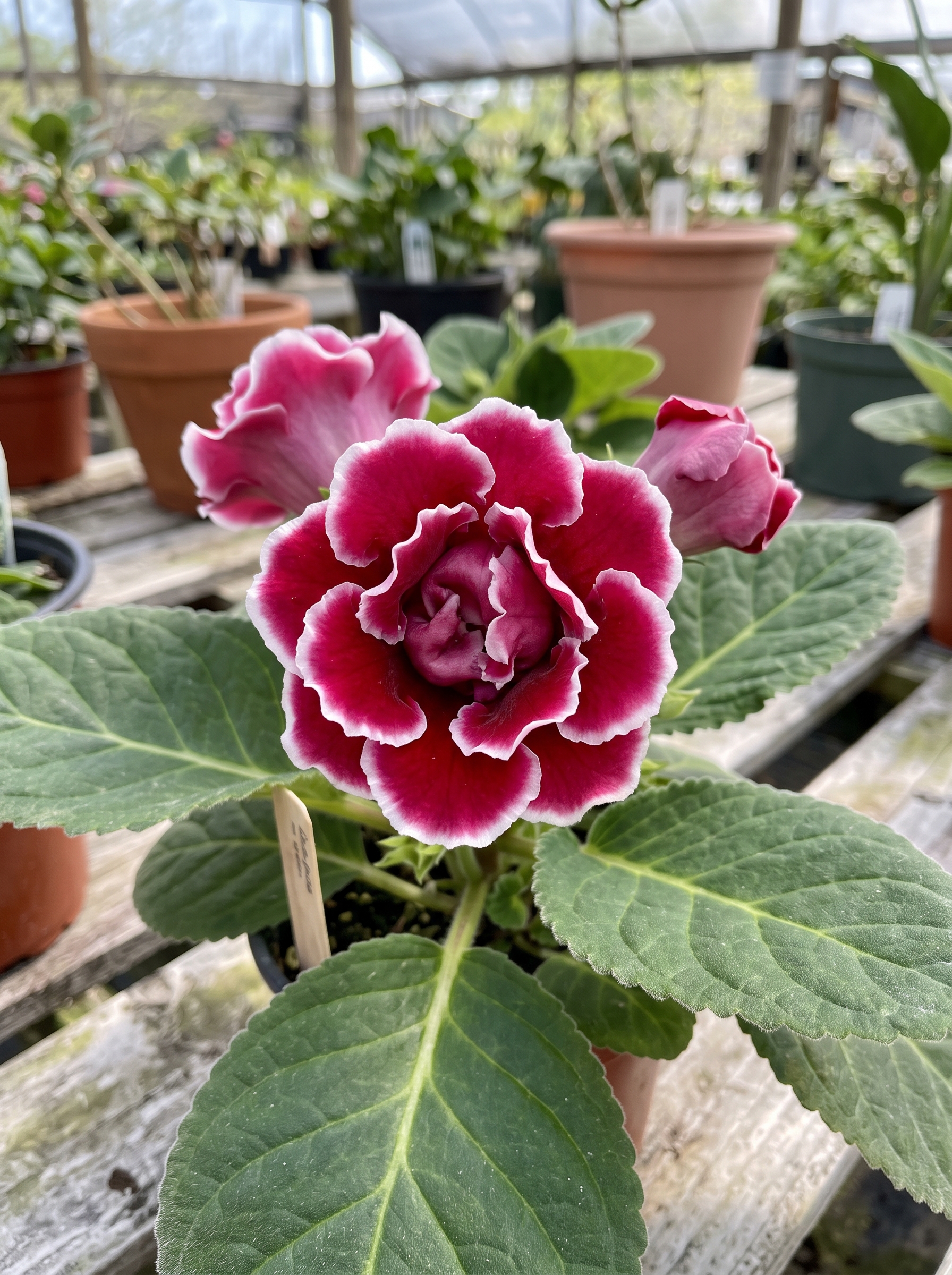 Gloxinia — Plantas con esencia